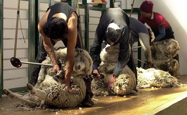 Ante las dificultades para colocar la lana en el mercado, productores ovinos optan por remates y licitaciones para obtener un mejor precio | Bichos de Campo