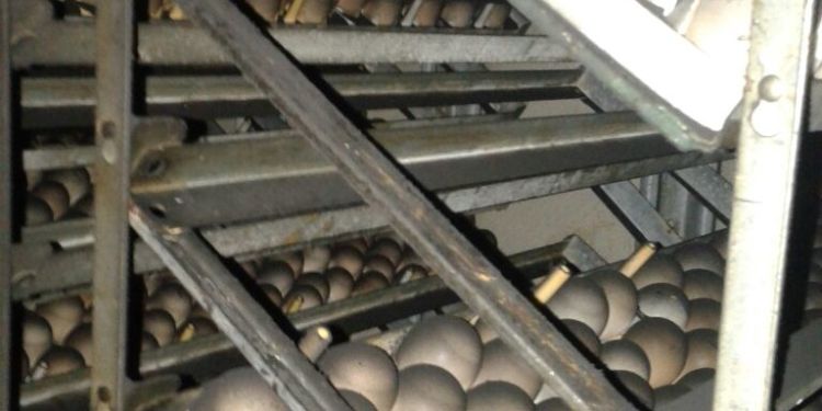 huevos en incubadora,  quemados en el incendio.