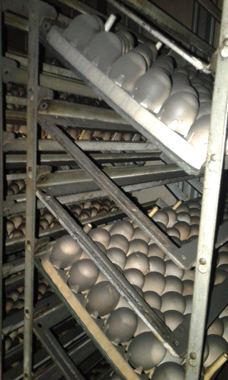 huevos en incubadora,  quemados en el incendio.