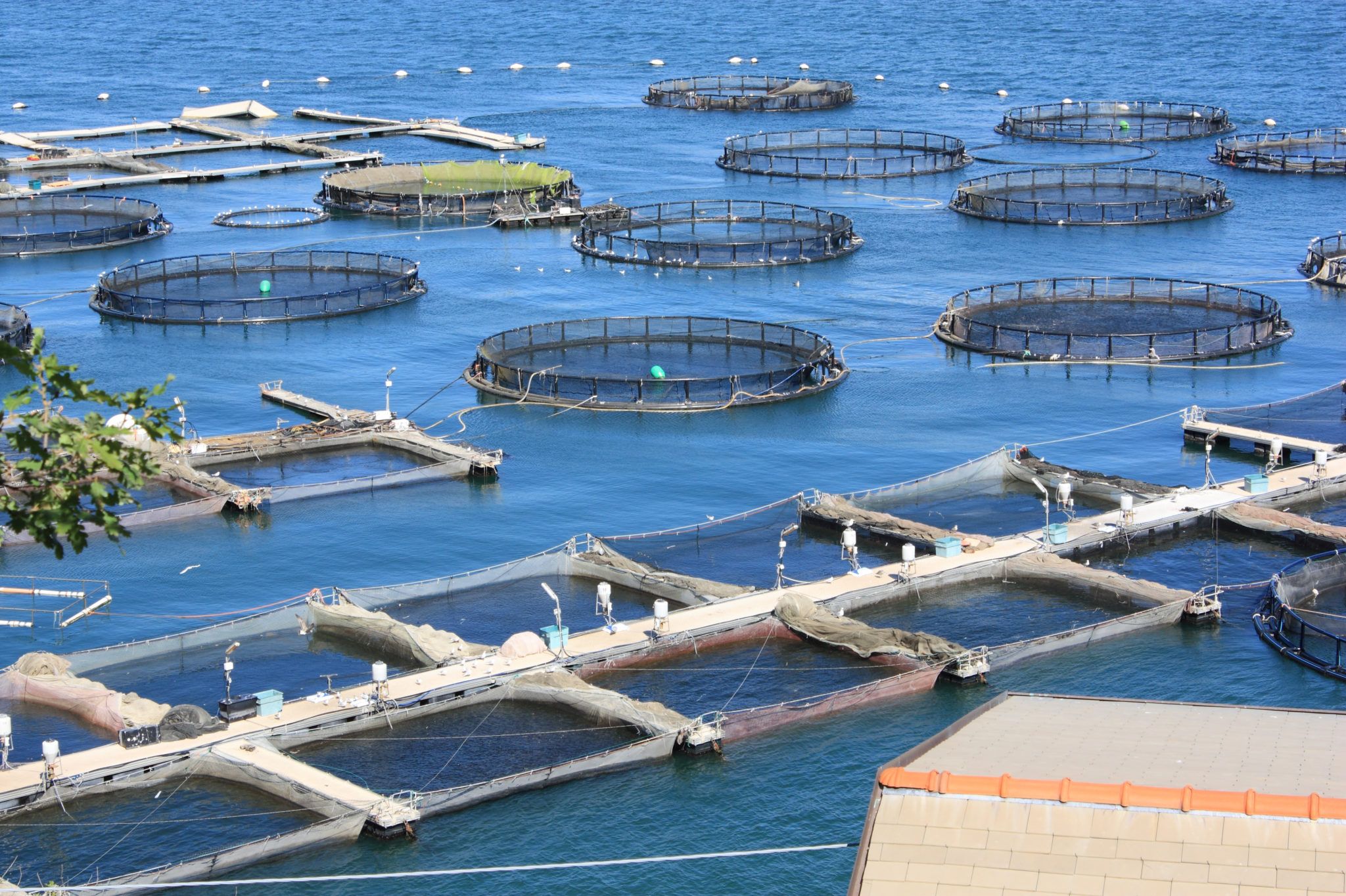 marine open water fish farm in La Spezia Italy