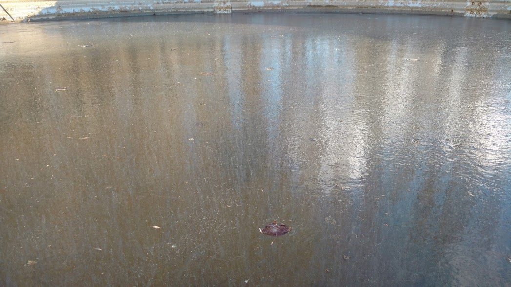El estanque congelado