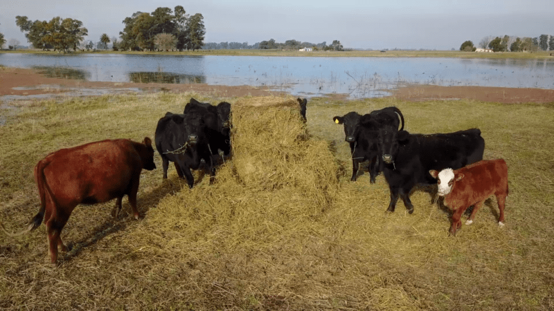 Vacas en el agua