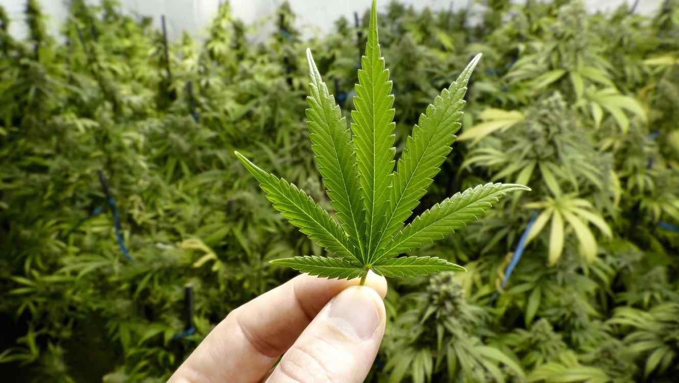 Para producir Cannabis de modo legal habrá que registrarse ante el INASE » Bichos de Campo