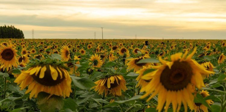 girasol caido » Bichos de Campo