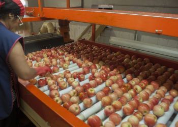 Neuquén, empaque de peras y manzanas. Imágenes de descarga de fruta, selección, y empaque de fruta. Maquinarias en funcionamiento.