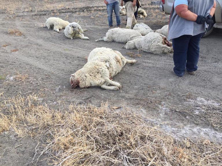 El puma al banquillo: Las ovejas de Zulema y la bronca con ...