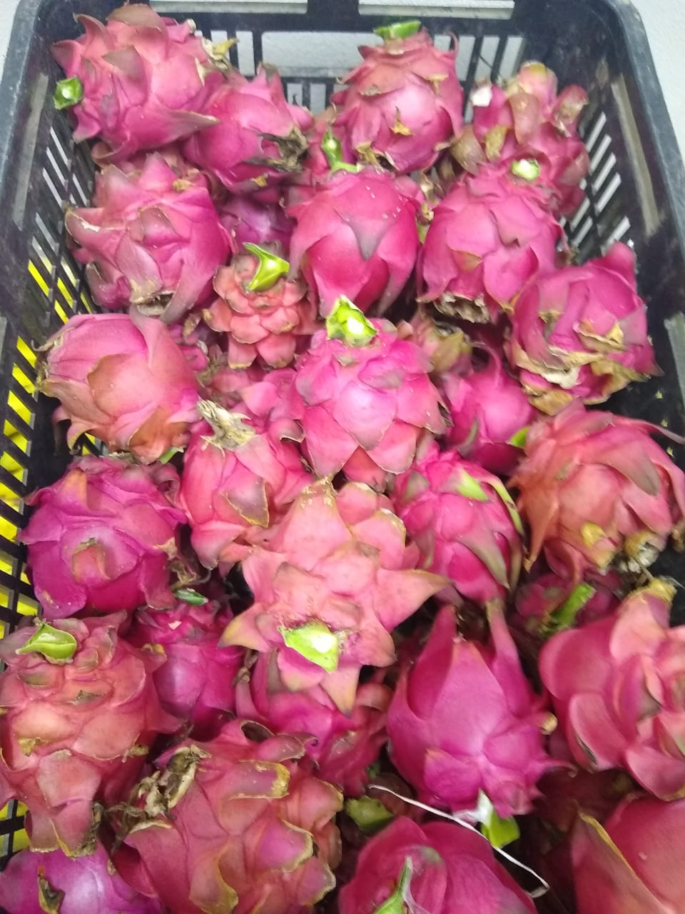 Raros cultivos nuevos: La pitaya se investiga en Formosa desde 2012 y ahora  está en búsqueda de productores que se le animen » Bichos de Campo