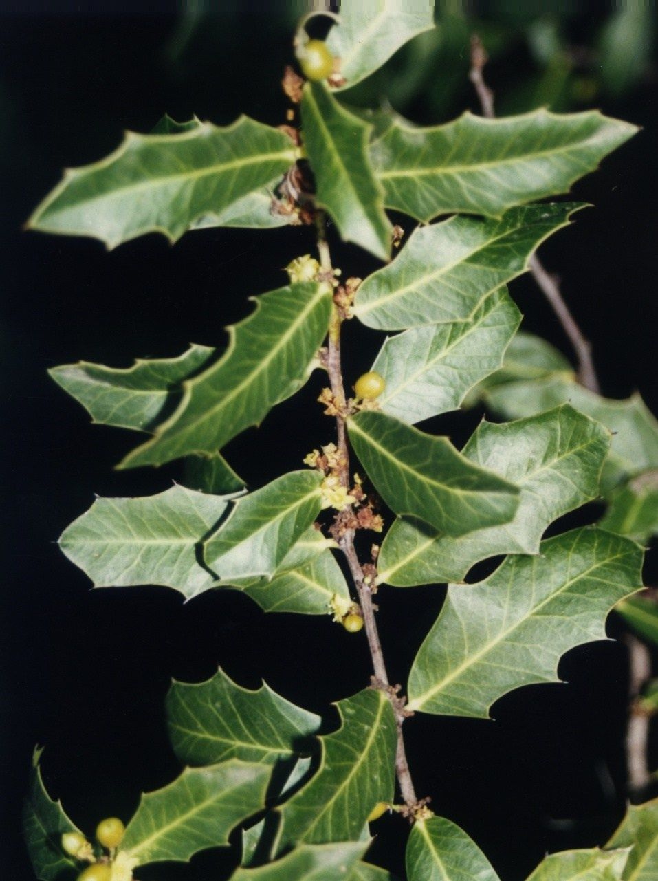 Congorosa - Selva Paranaense » Bichos de Campo