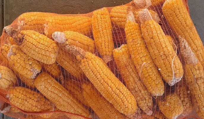Pensando en las huertas familiares, el INTA desarrolló dos variedades de  choclo dulce con polinización abierta » Bichos de Campo