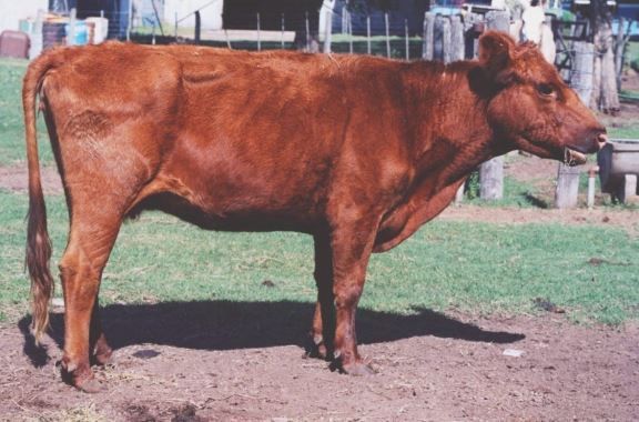 Vaca con condición corporal 1