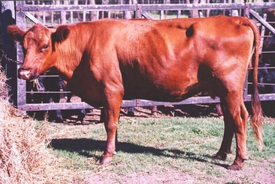 Vaca con condición corporal 2