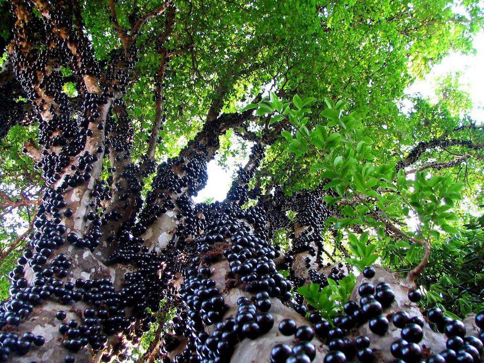 En Misiones rescatan especies nativas como la exótica Jaboticaba, un  singular árbol cuyos frutos crecen pegados al tronco » Bichos de Campo
