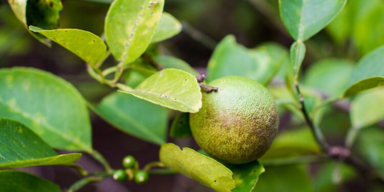 Lime Tree with Infected Fruit