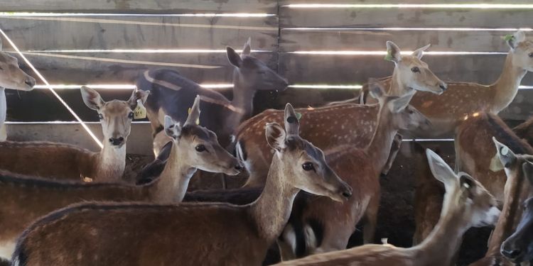 Ciervos en Carhué: Santiago Montenegro los cría para los cotos de caza y como complemento de un planteo ganadero con rotación intensiva