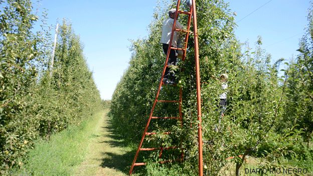 Río Negro refuerza su estrategia frutícola con foco en eficiencia y desarrollo sostenible