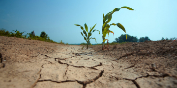 few small corn plants on the drained land. visible damage on the leaves due high temperaturesee other similar images: