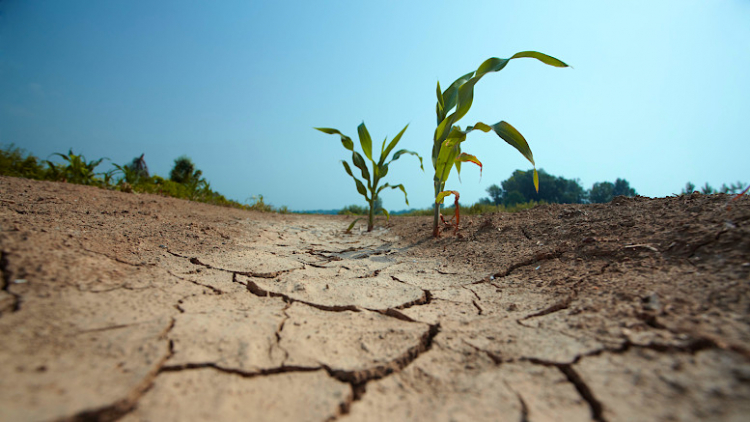few small corn plants on the drained land. visible damage on the leaves due high temperaturesee other similar images: