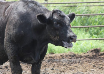 Creditos - ABC Rural