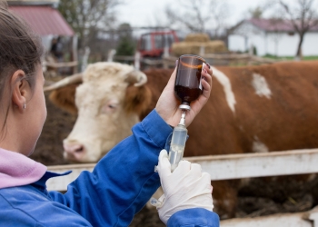 Young veterinarian preparing syringe in front of cow on ranch