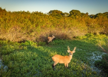 Venado de las pampas