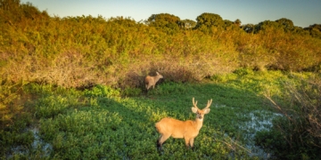 Venado de las pampas
