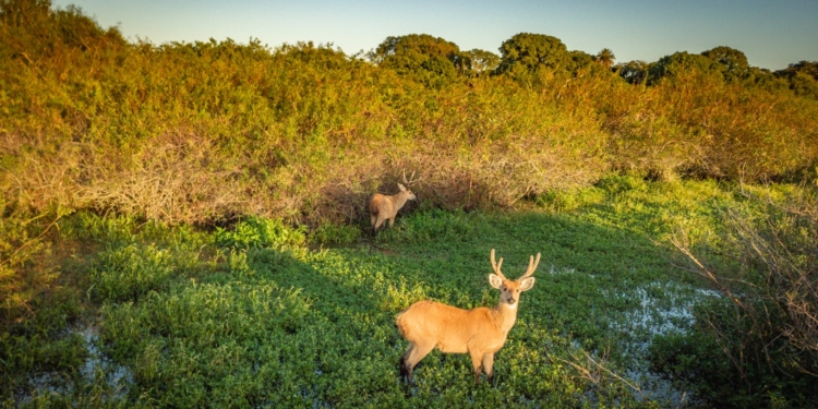 Venado de las pampas