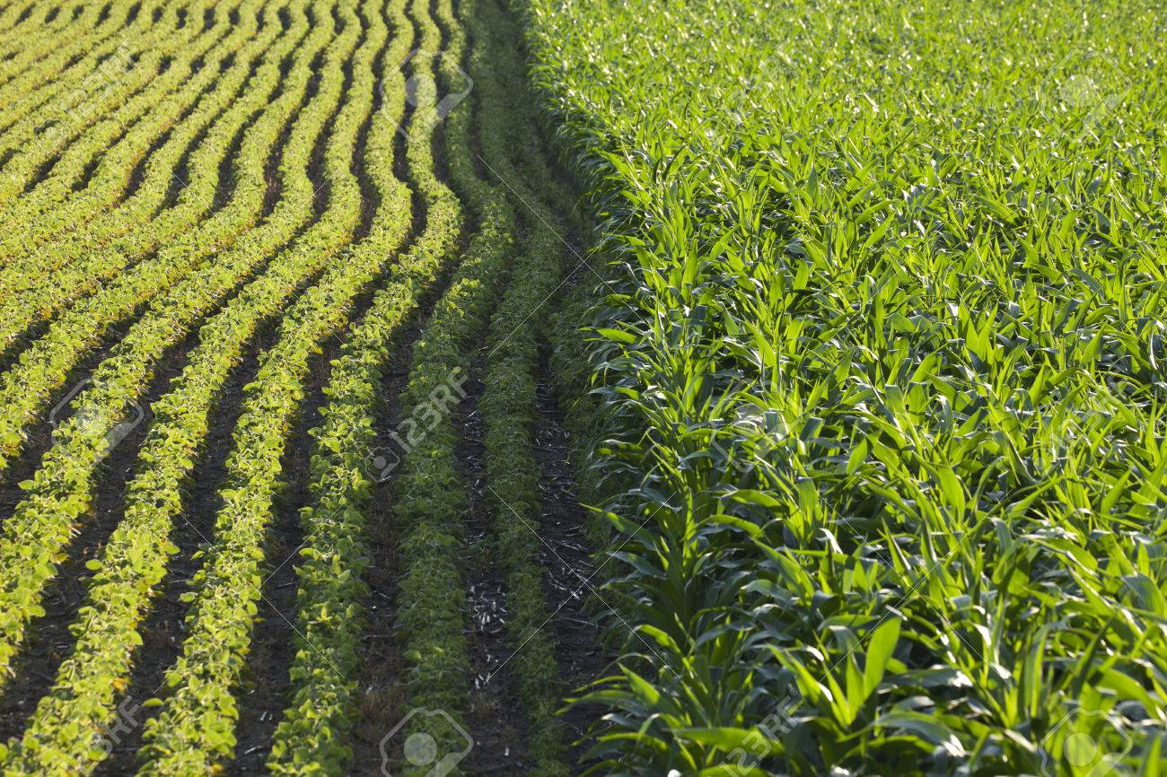 Rows of corn and soybeans next to each other in a sunlit field on a summer day