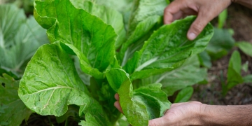 close up picture of gardener's hands touching lettuce leaves