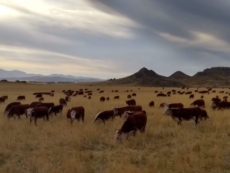 Un control biológico para salvar los pastizales fueguinos: científicos buscan frenar una maleza que avanza sobre la ganadería