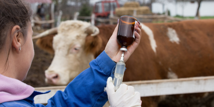 Young veterinarian preparing syringe in front of cow on ranch
