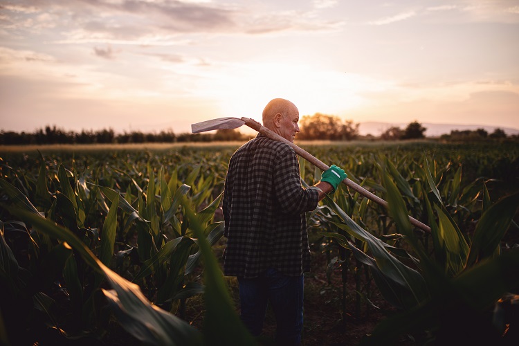 Old farmer looking at his life's work