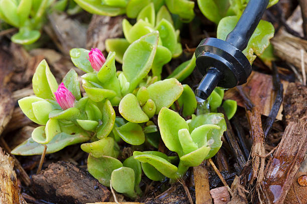 "A watering system dripper (emitter) dripping water onto a flowering ice plant (aptenia cordifolia, Baby Sun Rose). (Please click on the image to better see the dripping water behind the watermark.)"