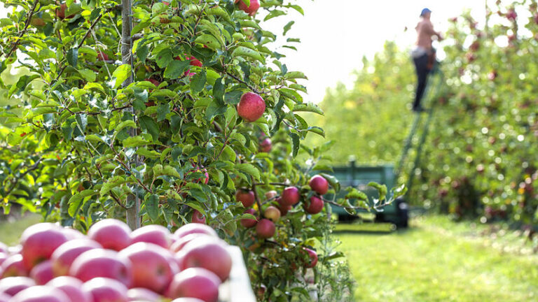 Orujo de manzana incorporado al Código Alimentario: un paso clave para la industria de jugos