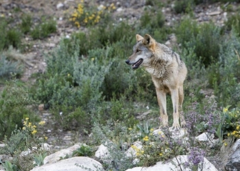 Lobo criado en semilibertad, en Robledo (Zamora). Foto: EFE/Mariam A. Montesinos