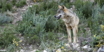 Lobo criado en semilibertad, en Robledo (Zamora). Foto: EFE/Mariam A. Montesinos