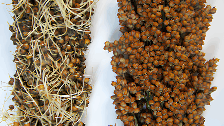 Sorgo