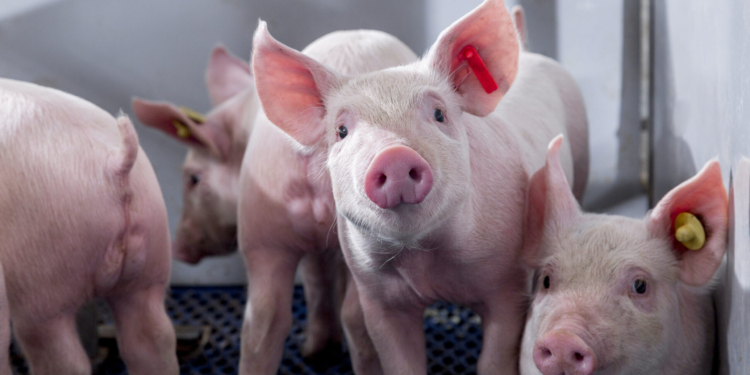 Swine 14709 300dpi