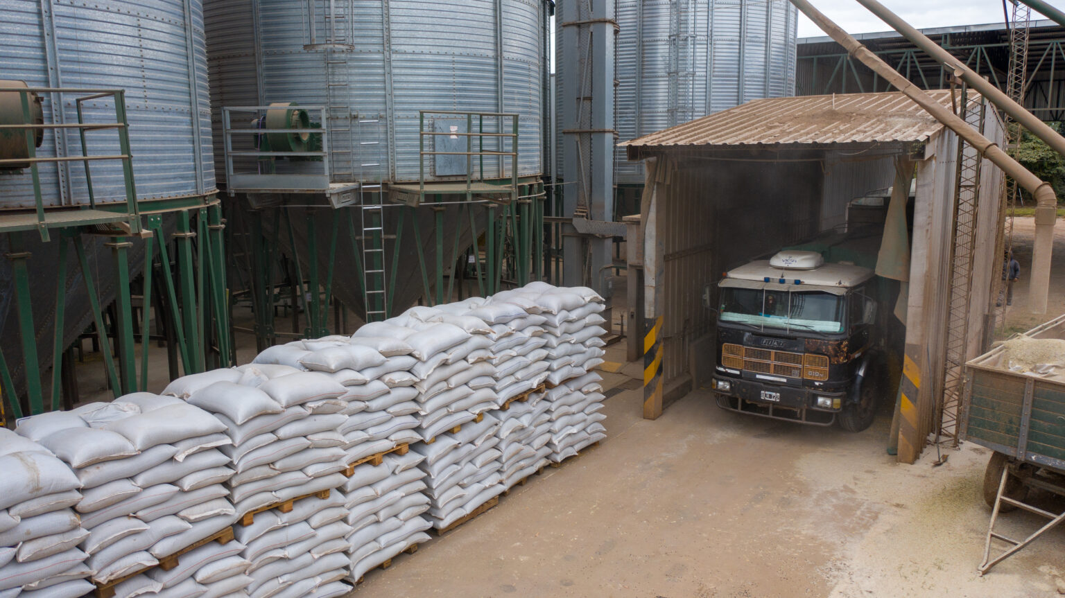 Frente a la caída del poroto negro, el poroto mungo se posiciona como la gran oportunidad de exportación