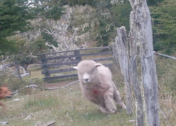 1938:030222: 2C:PERRO12 :7