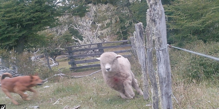 1938:030222: 2C:PERRO12   :7