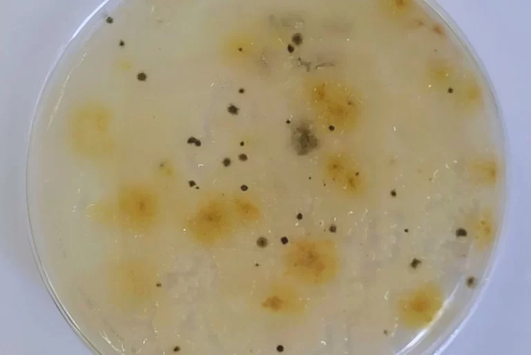 Un control biológico para salvar los pastizales fueguinos: científicos buscan frenar una maleza que avanza sobre la ganadería