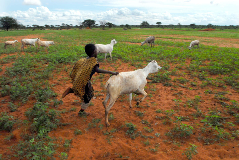 12 May 2005, Wajir - A child running with a herd of goats out grazing. During the past decade, the frequency of drought has increased steadily with shorter recovery periods, having an intense impact on pastoralists who are among the region's most vulnerable population. There are around 15 million people at risk in the Horn of Africa of which more than 8 million have been identified as being in need of urgent emergency assistance. Though the rains have come problems facing pastoralists still persist after 3 years of drought resulting in severe stress, food insecurity, livestock deaths and high rates of malnutrition.
