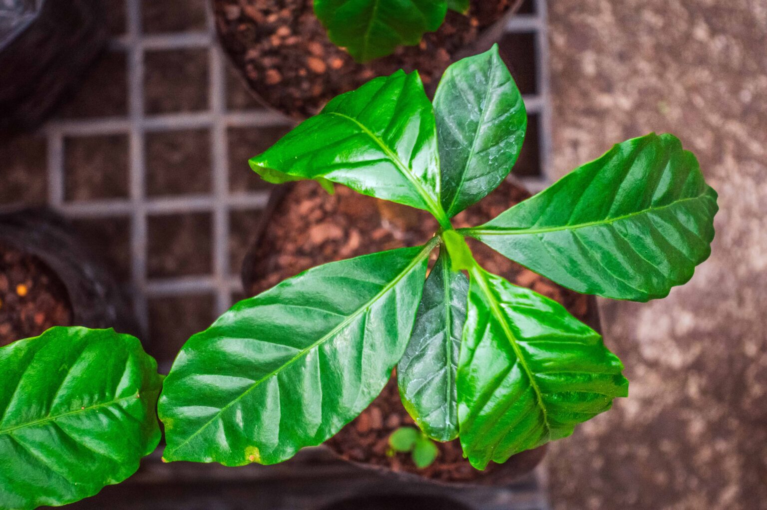 Misiones apuesta al caf&eacute; y eval&uacute;a su adaptaci&oacute;n en sistemas agroforestales