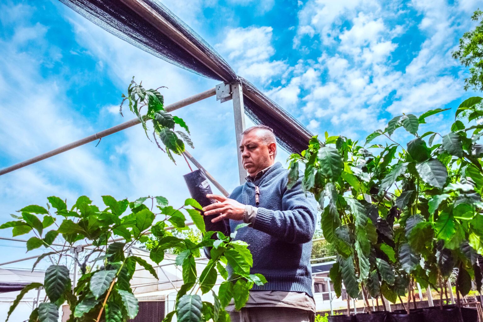 Misiones apuesta al caf&eacute; y eval&uacute;a su adaptaci&oacute;n en sistemas agroforestales