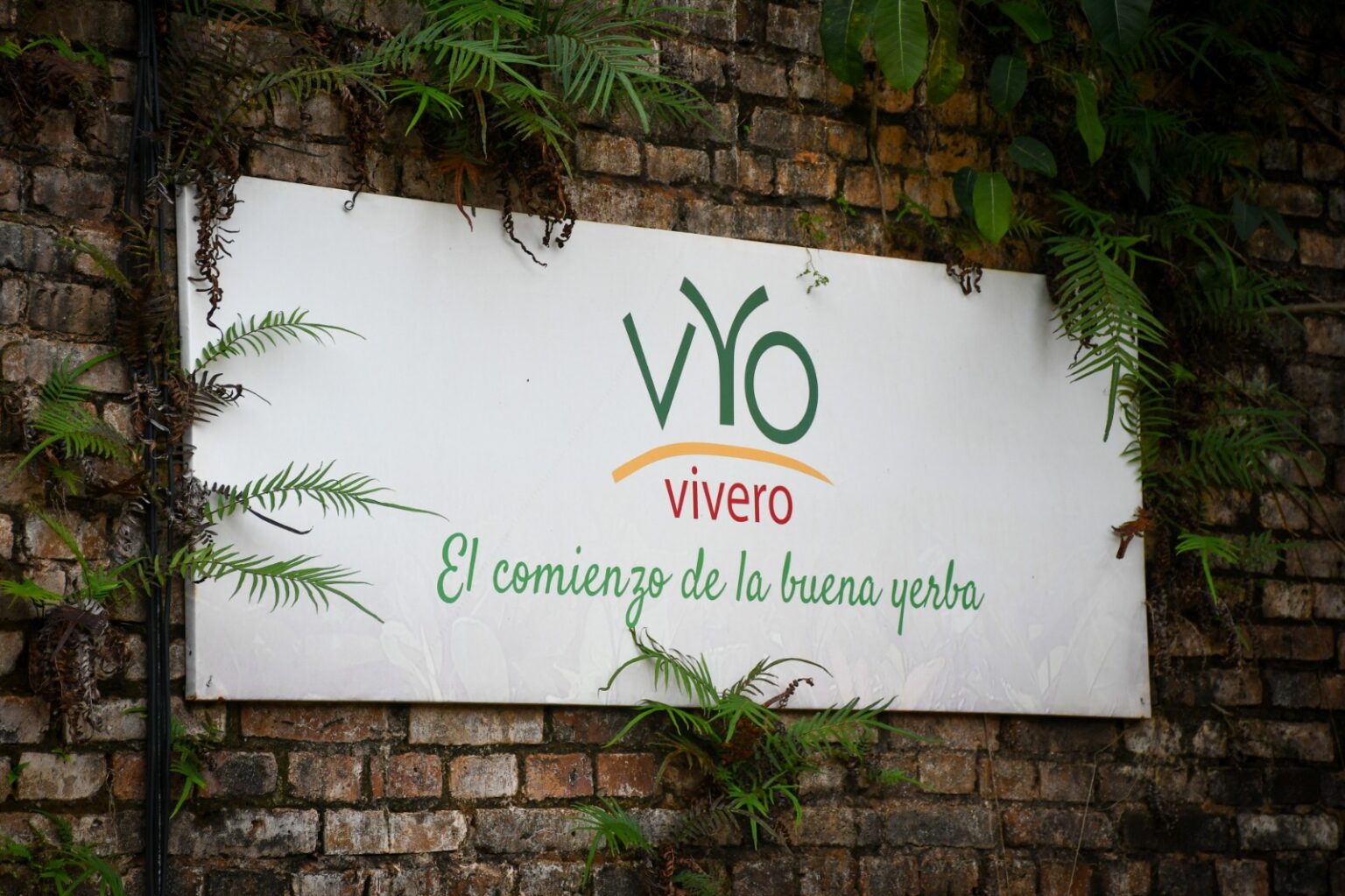 Desde Ober&aacute;, un vivero apuesta a la gen&eacute;tica para mejorar la yerba mate