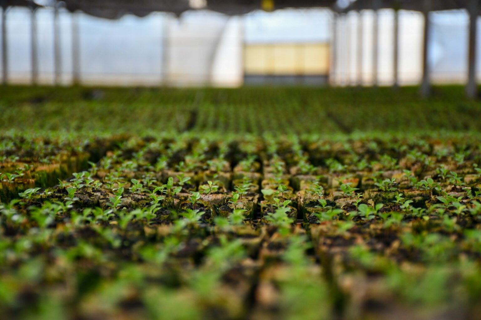 Desde Ober&aacute;, un vivero apuesta a la gen&eacute;tica para mejorar la yerba mate