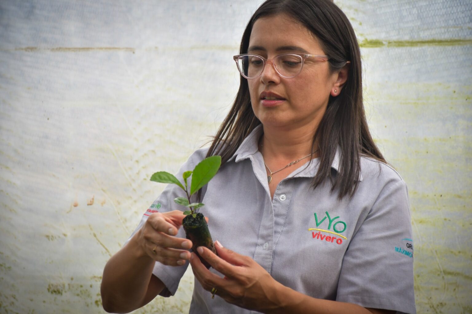 Desde Ober&aacute;, un vivero apuesta a la gen&eacute;tica para mejorar la yerba mate