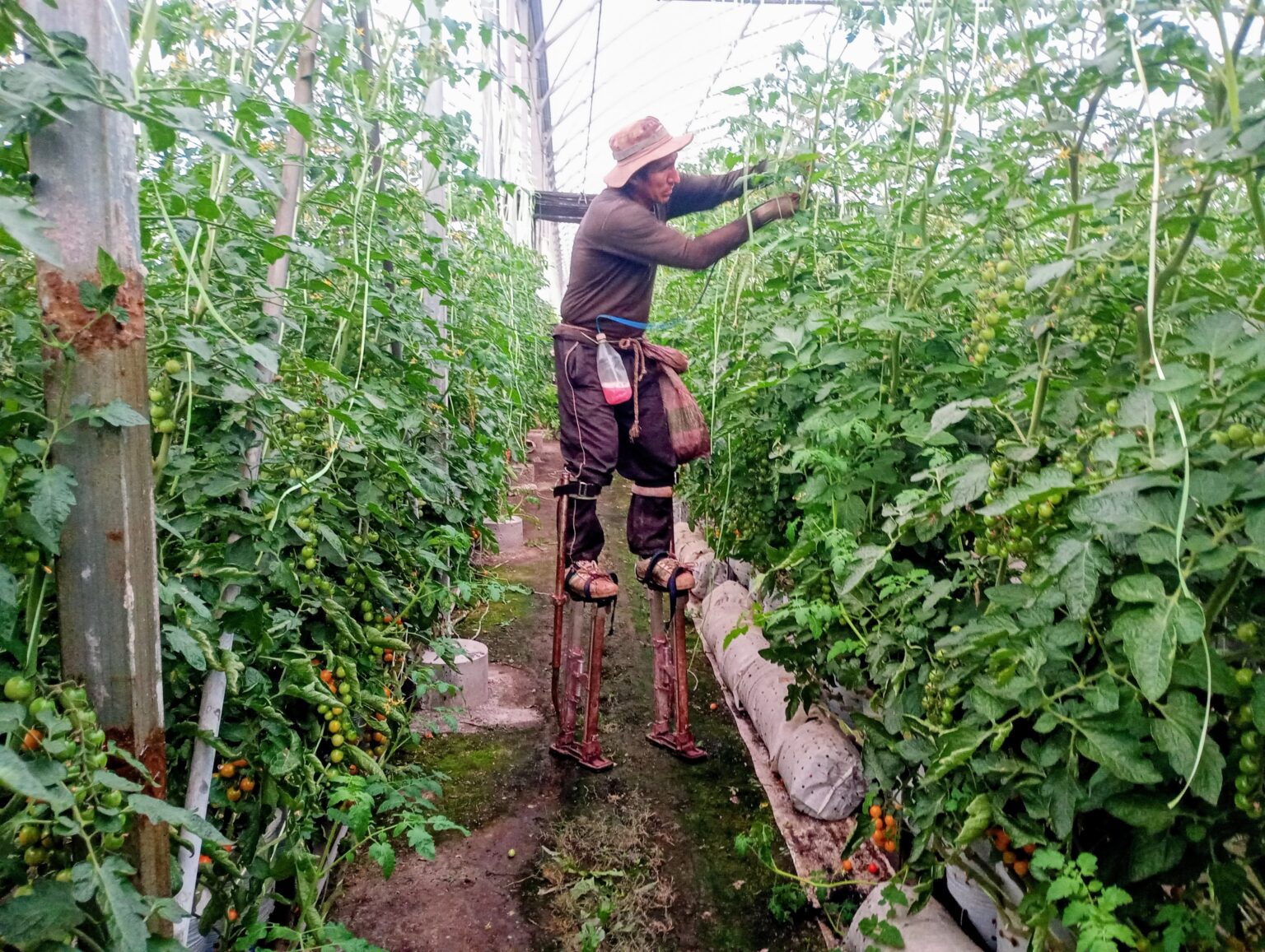 De una huerta familiar a 13 hect&aacute;reas bajo invernadero: c&oacute;mo se consolid&oacute; el mayor polo de hidropon&iacute;a hort&iacute;cola del pa&iacute;s