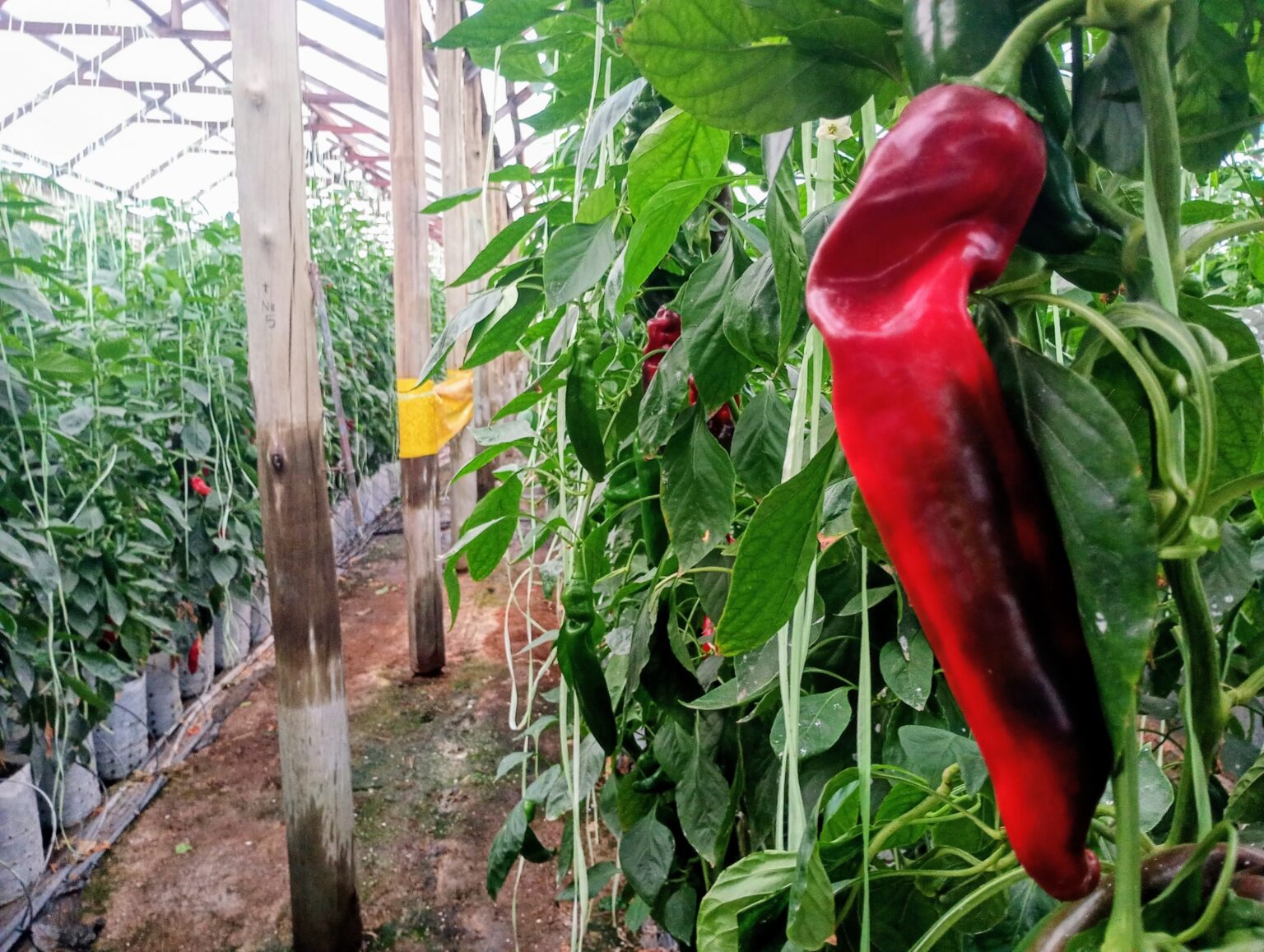 De una huerta familiar a 13 hect&aacute;reas bajo invernadero: c&oacute;mo se consolid&oacute; el mayor polo de hidropon&iacute;a hort&iacute;cola del pa&iacute;s