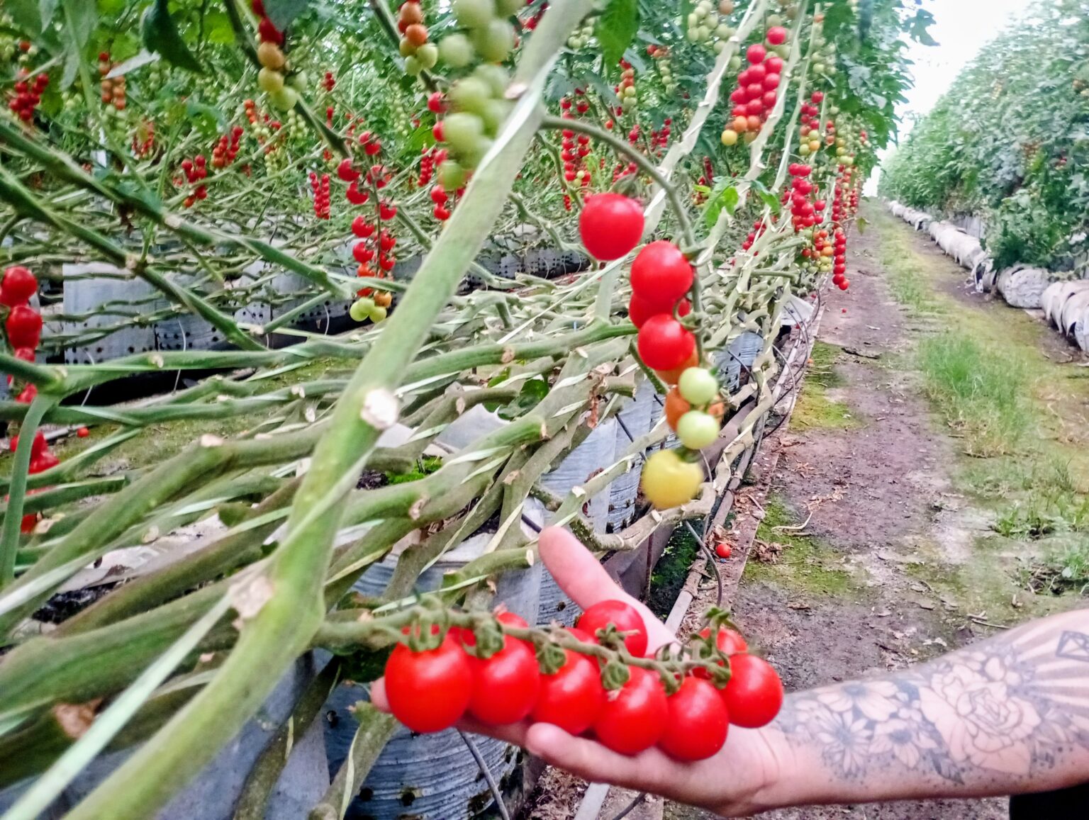 De una huerta familiar a 13 hect&aacute;reas bajo invernadero: c&oacute;mo se consolid&oacute; el mayor polo de hidropon&iacute;a hort&iacute;cola del pa&iacute;s